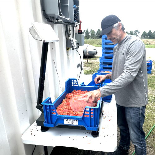 tomato scale Sustainability