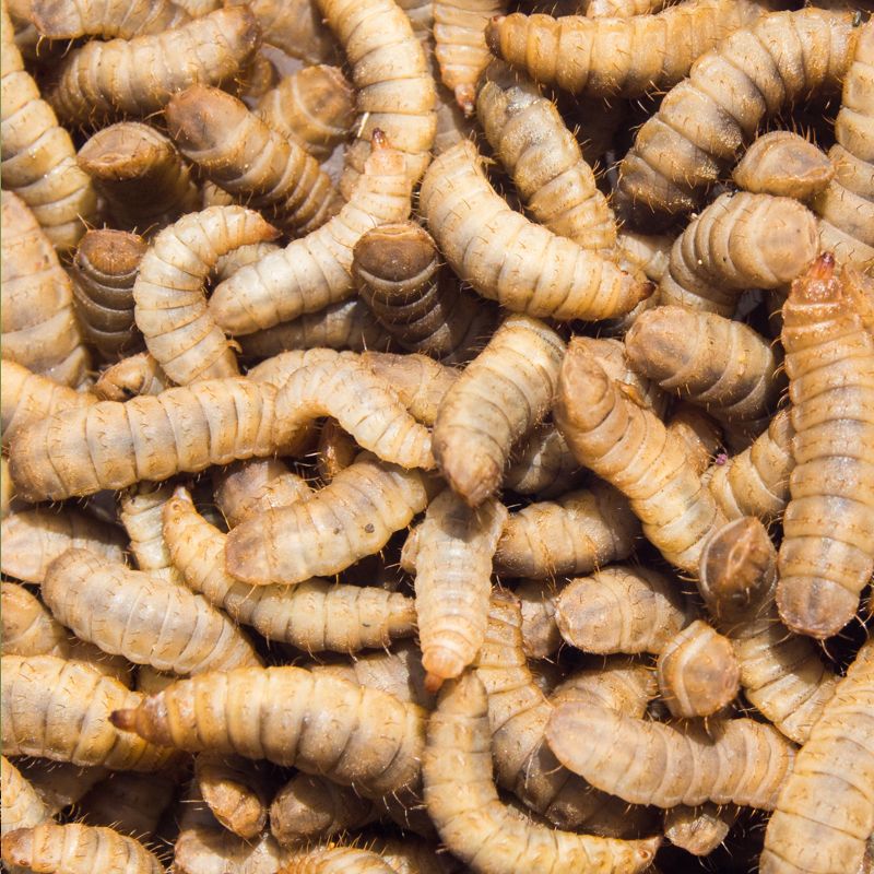 larvae
