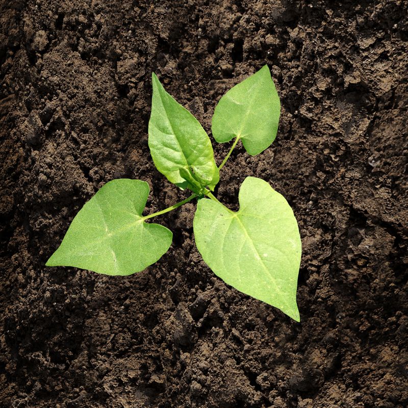 plant
